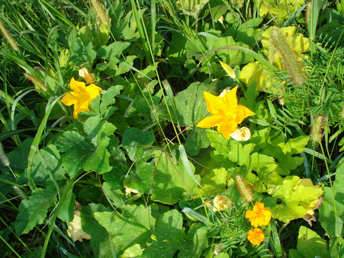 FLORI DE DOVLEAC