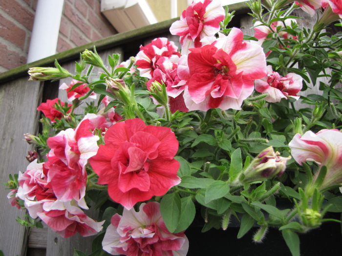 Petunie 27 iul 2010 (1)