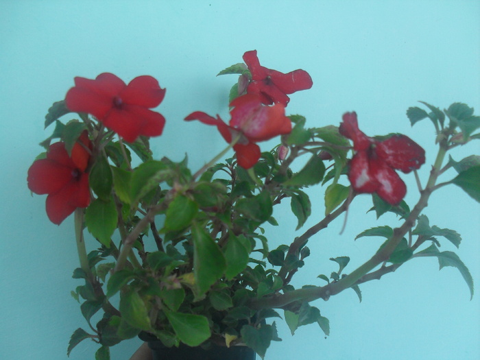 SDC12979 - IMPATIENS WALERIANA-SPORUL CASEI