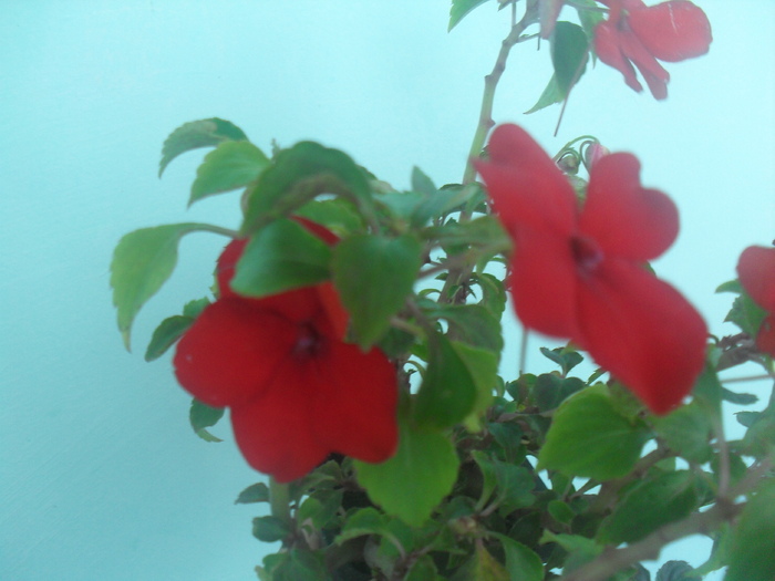 SDC12981 - IMPATIENS WALERIANA-SPORUL CASEI