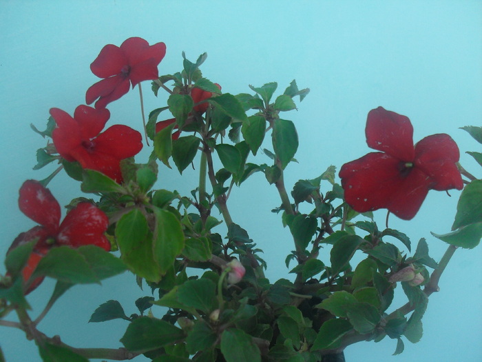  - IMPATIENS WALERIANA-SPORUL CASEI