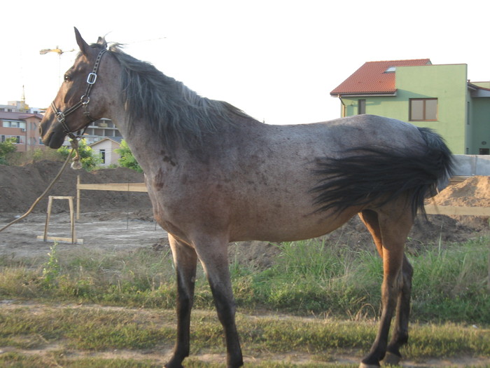 Constanta-31.07.2010 - Caii