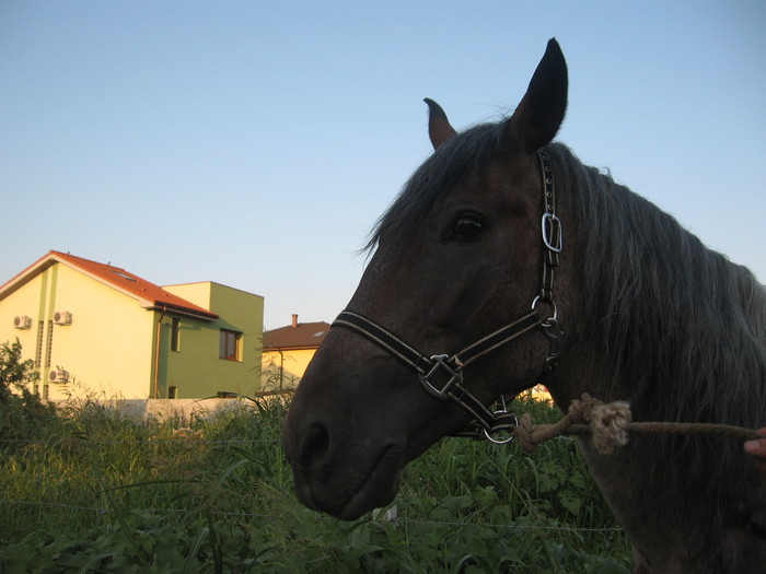 Constanta-31.07.2010 - Caii