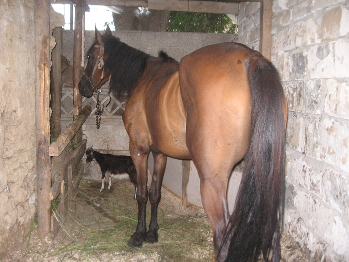 Constanta-31.-7.2010 - Caii