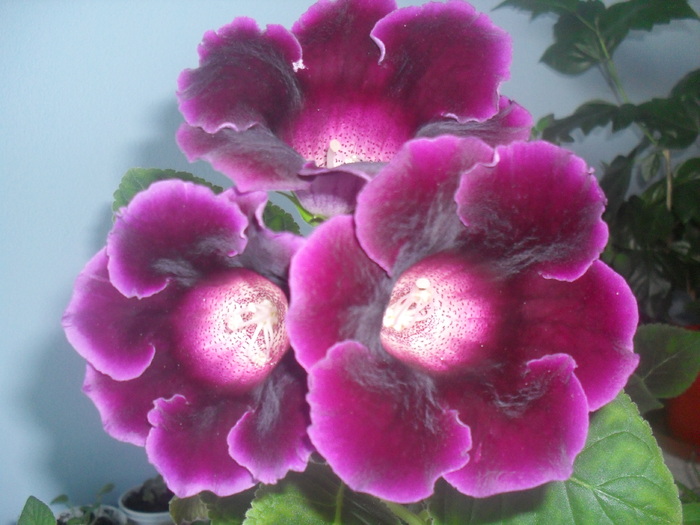 august 2010 - GLOXINIA