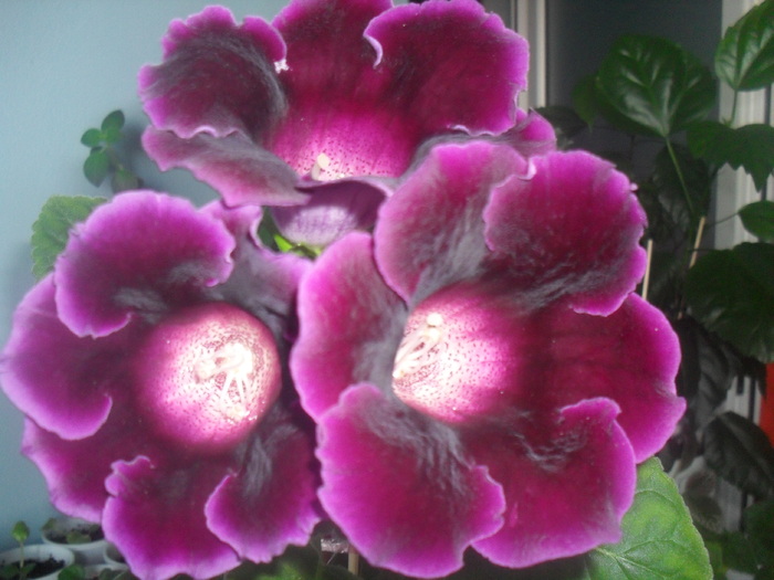 SDC12915 - GLOXINIA