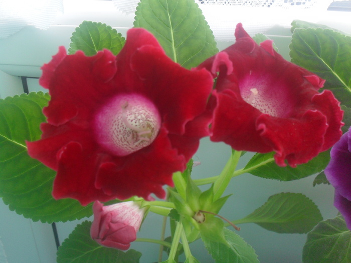 SDC12927 - GLOXINIA