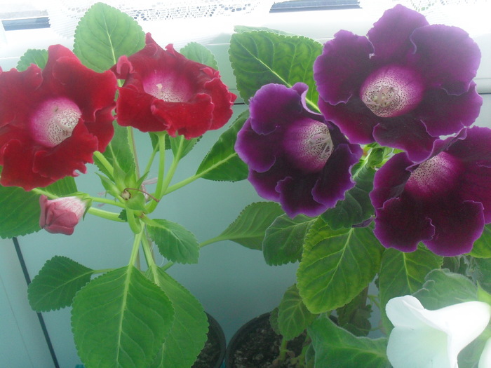 august 2010 - GLOXINIA