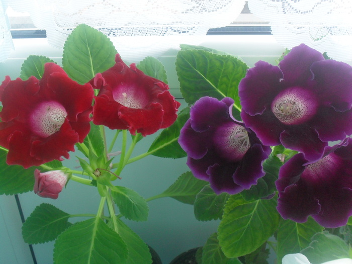 SDC12929 - GLOXINIA