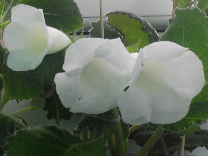 Blanche de Meru - GLOXINIA