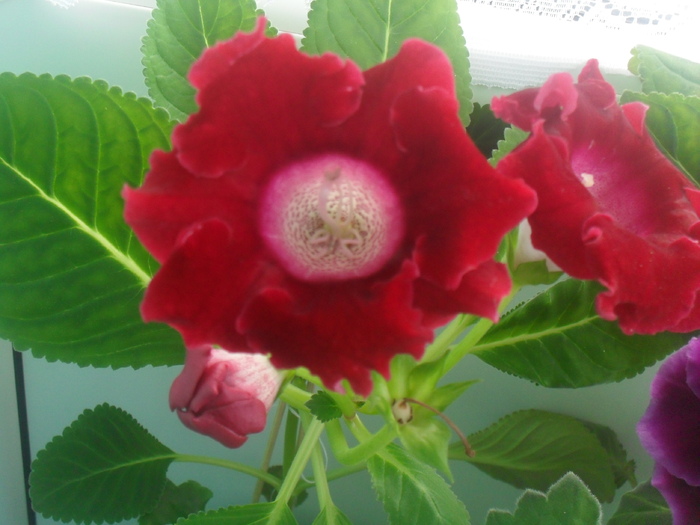 SDC12942 - GLOXINIA