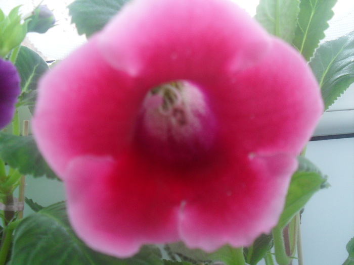 SDC12961 - GLOXINIA