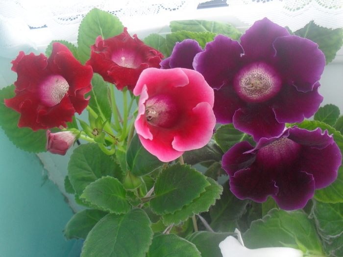 SDC12933 - GLOXINIA