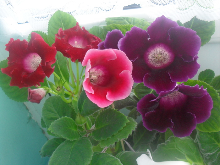 SDC12934 - GLOXINIA