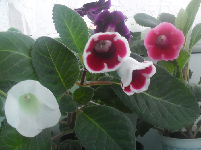 SDC12965 - GLOXINIA