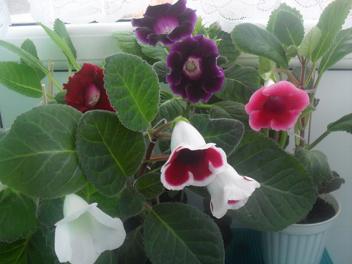 SDC12968 - GLOXINIA