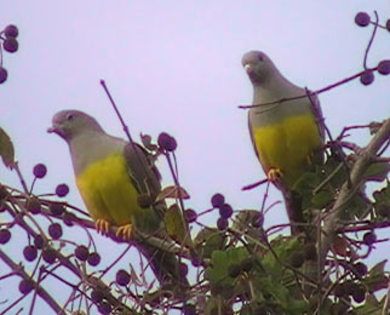 brucegreenpigeon3