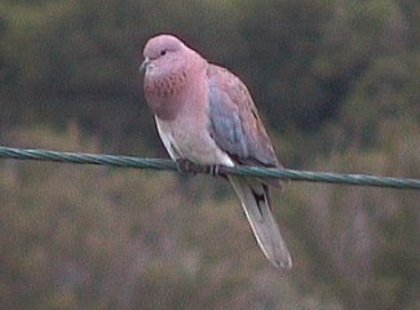 laughingdove - Minuni ale lui Dumnezeu