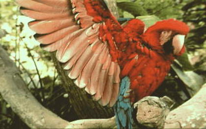 PARROT - perusi si papagali
