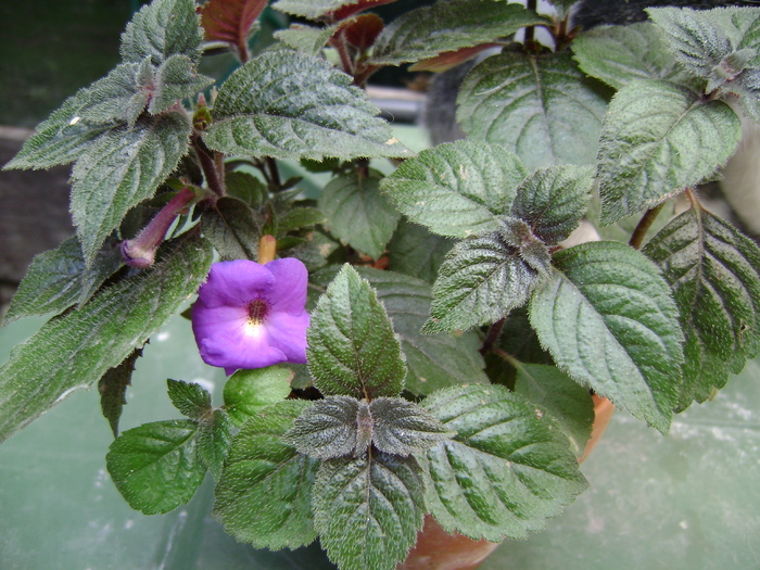 DSC04823 - achimenes