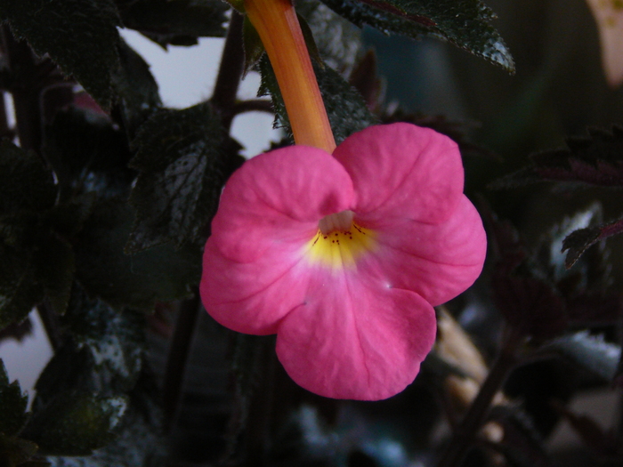 achi Tetra Himalayan - achimenes