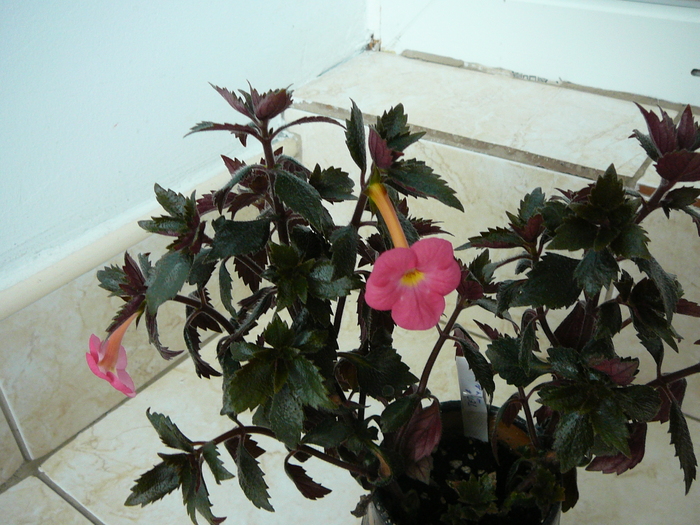 achimenes tetra