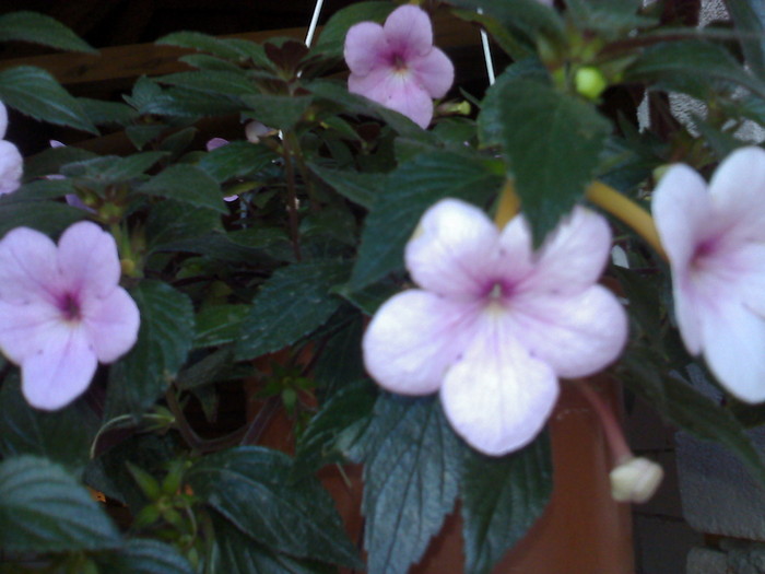 PEACH BLOSSOM - ACHIMENES