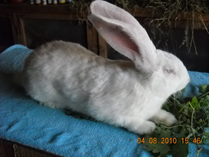 DSCN2770; MASCUL-6 LUNI
