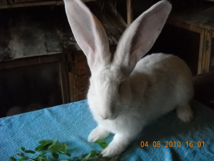 DSCN2799; MASCUL -5 LUNI
