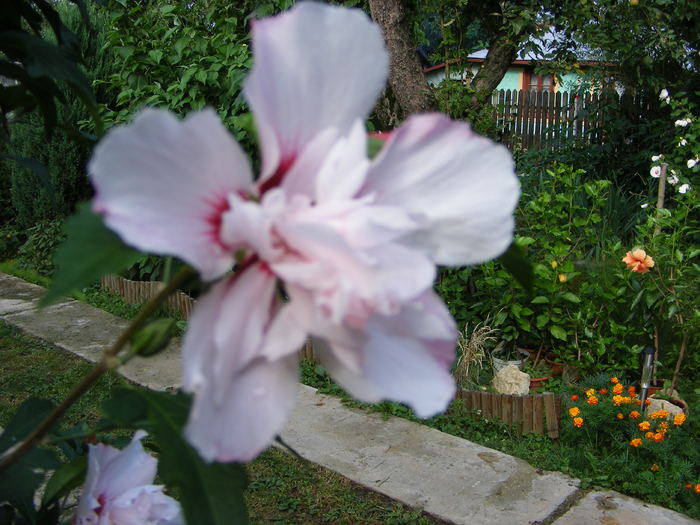 Hibiscus de gradina - Flori si alte chestii 2010