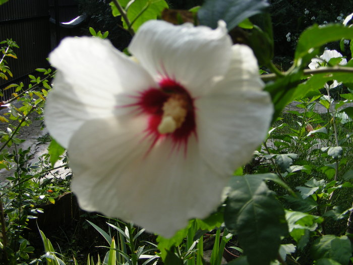 Hibiscus de gradina - Flori si alte chestii 2010