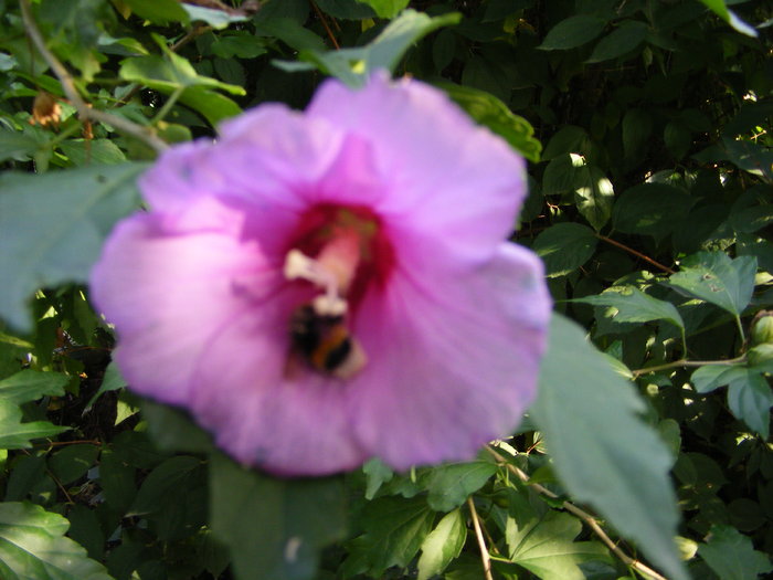 Bondar si hibiscus de gradina - Flori si alte chestii 2010