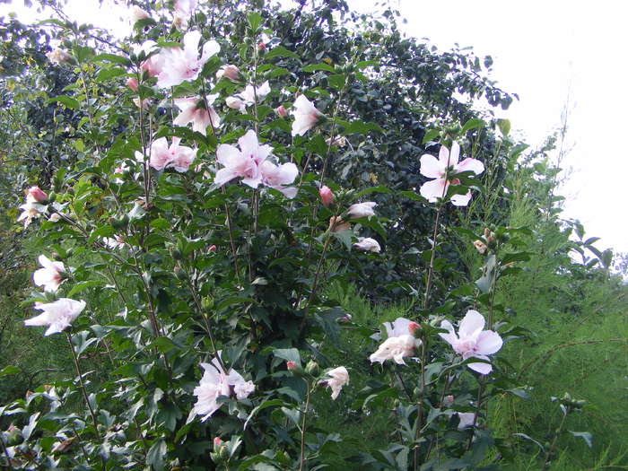 Hibiscus de gradina - Flori si alte chestii 2010