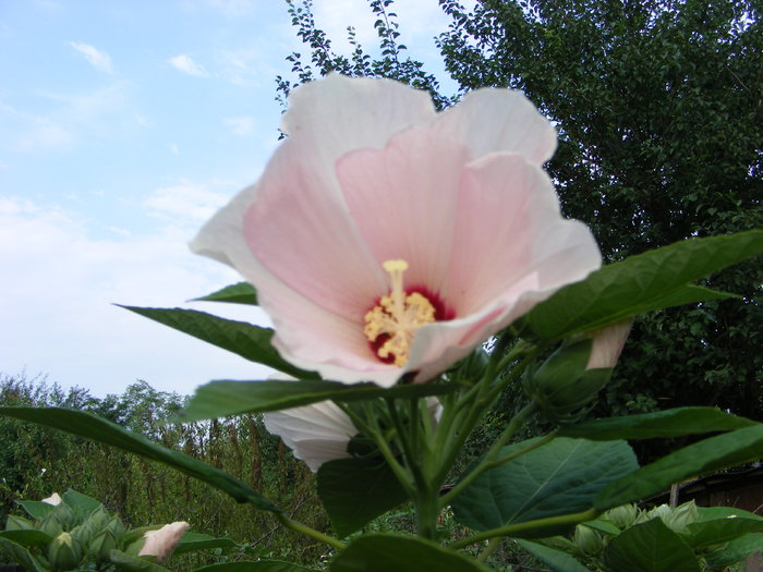 Hibiscus de gradina - Flori si alte chestii 2010