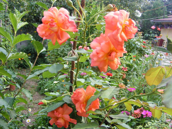 Trandafir urcator - Flori si alte chestii 2010