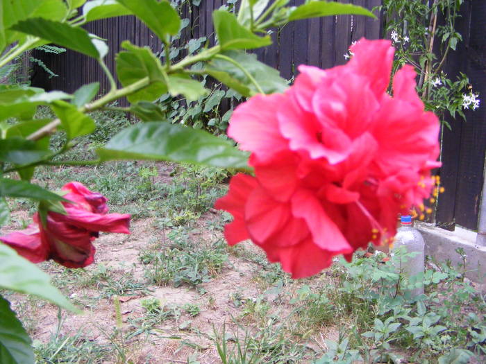 Hibiscus - Flori si alte chestii 2010