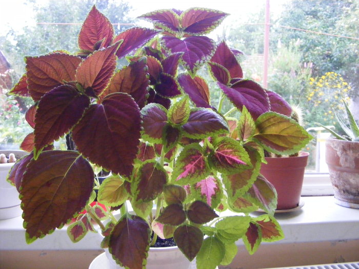 Coleus din seminte - Flori si alte chestii 2010