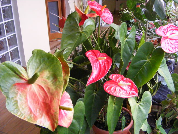 Anthurium