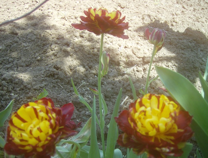 lalele batute cu mijloc galben - flori 2010