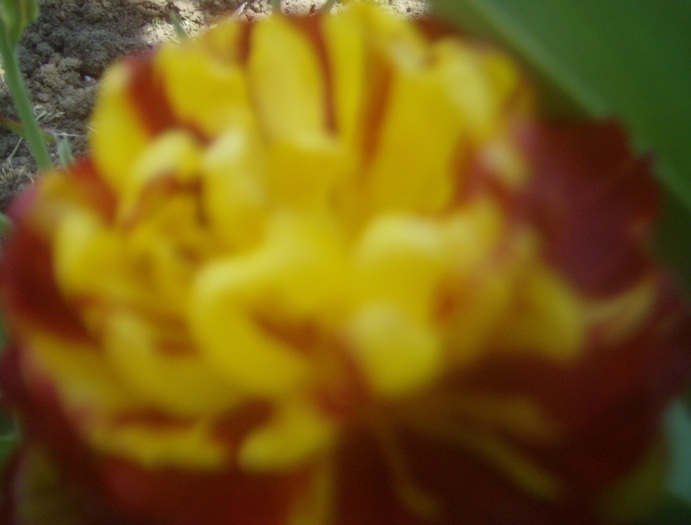 lalea batuta cu mijloc galben