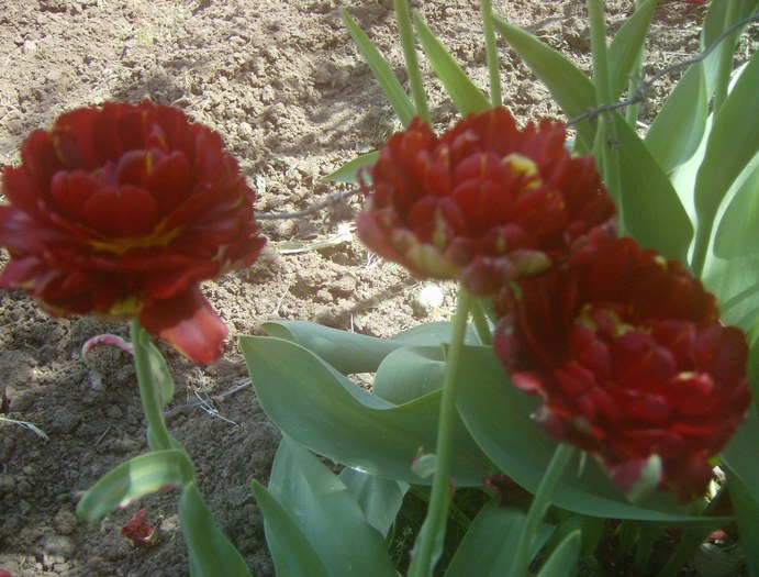 lalele batute cu mijloc rosu