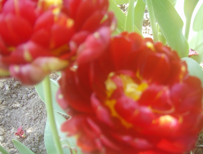 lalele batute - flori 2010