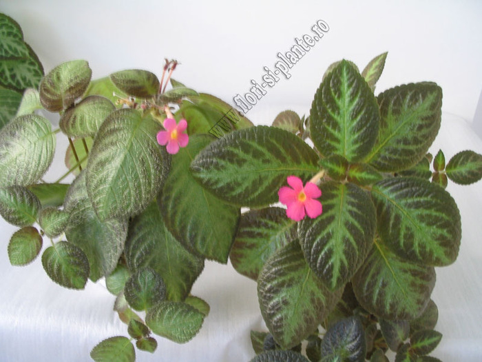 Episcia Pink Panther and Pinkiscia 2
