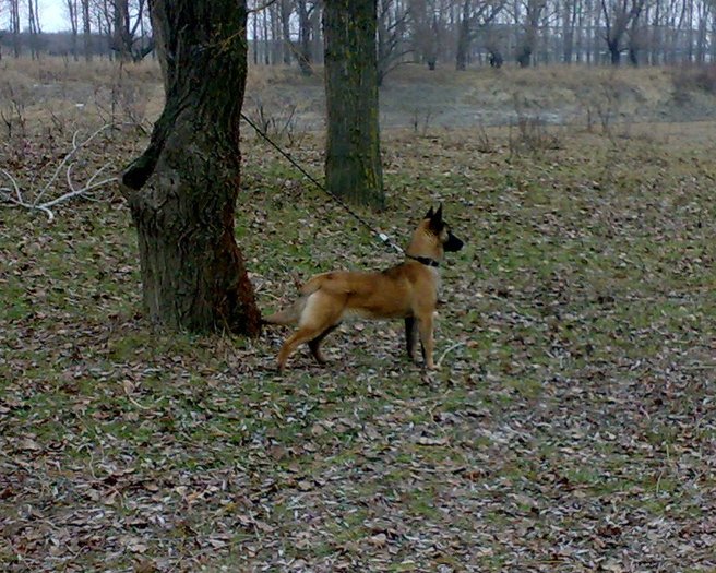 Kira; femeluta malinois
