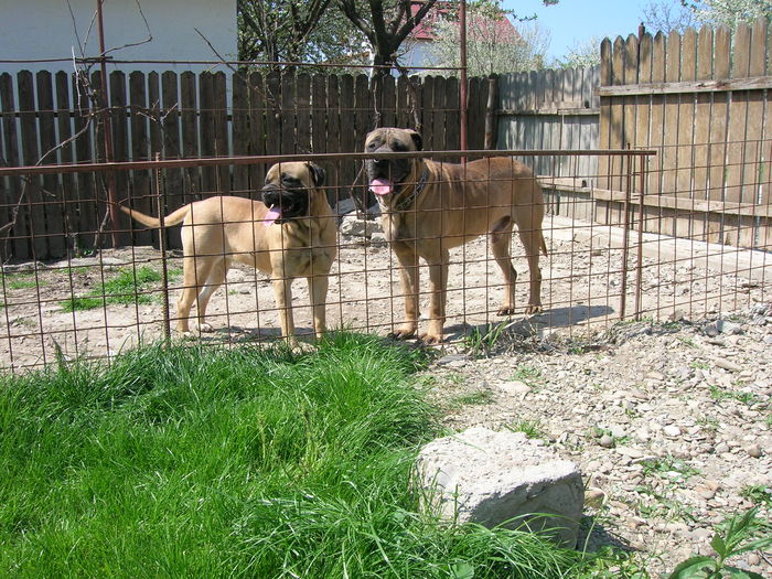 Ela si Ares; pereche bullmastiff
