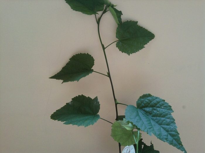 SP_A1484 - abutilon