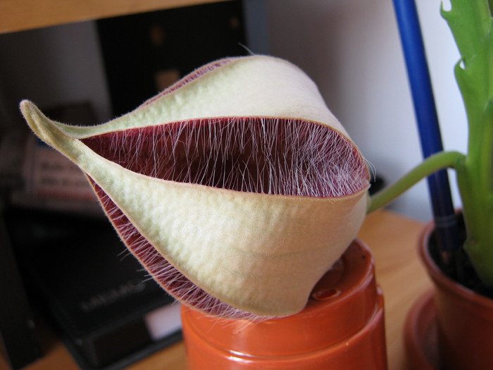 Stapelia grandiflora (11)