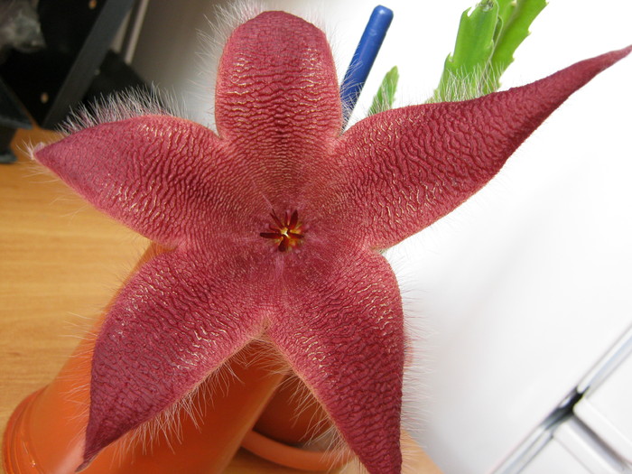 Stapelia grandiflora (18) - Asclepiadaceae