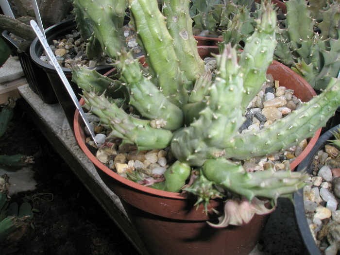 Huernia schneideriana - 06.08 - Huernia