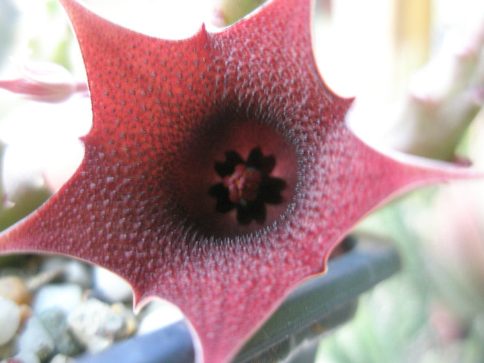 Huernis pendula - floare 06.08 - Huernia